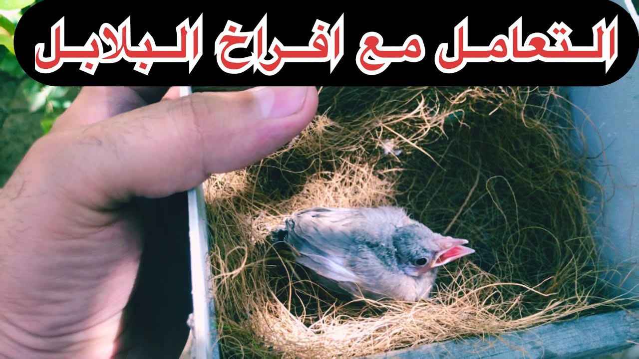 محمية عراقية للطيور/موعد سحب افراخ البلابل وبعض الملاحظات المهمة (64)