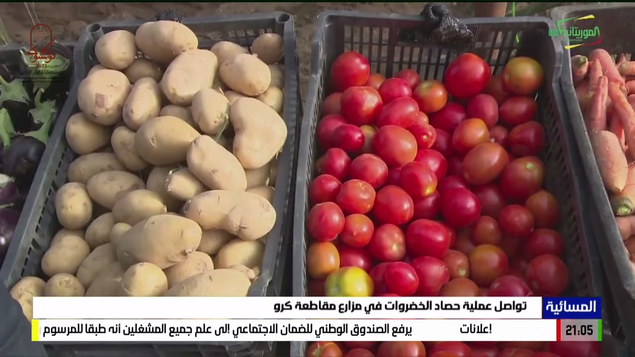تواصل عملية حصاد الخضروات في مزارع مقاطعة كرو