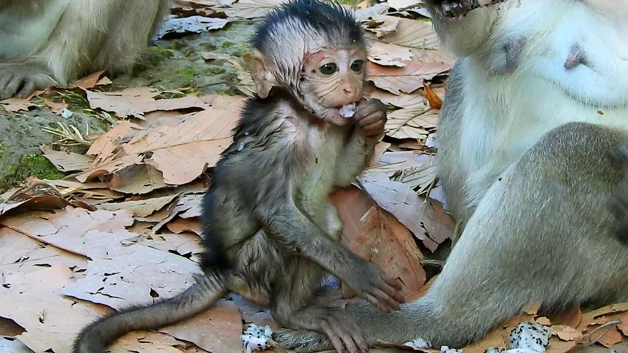 What happened..Smart Jiva thought ser\iously in b@d situation after mom Jazzy left not concern.