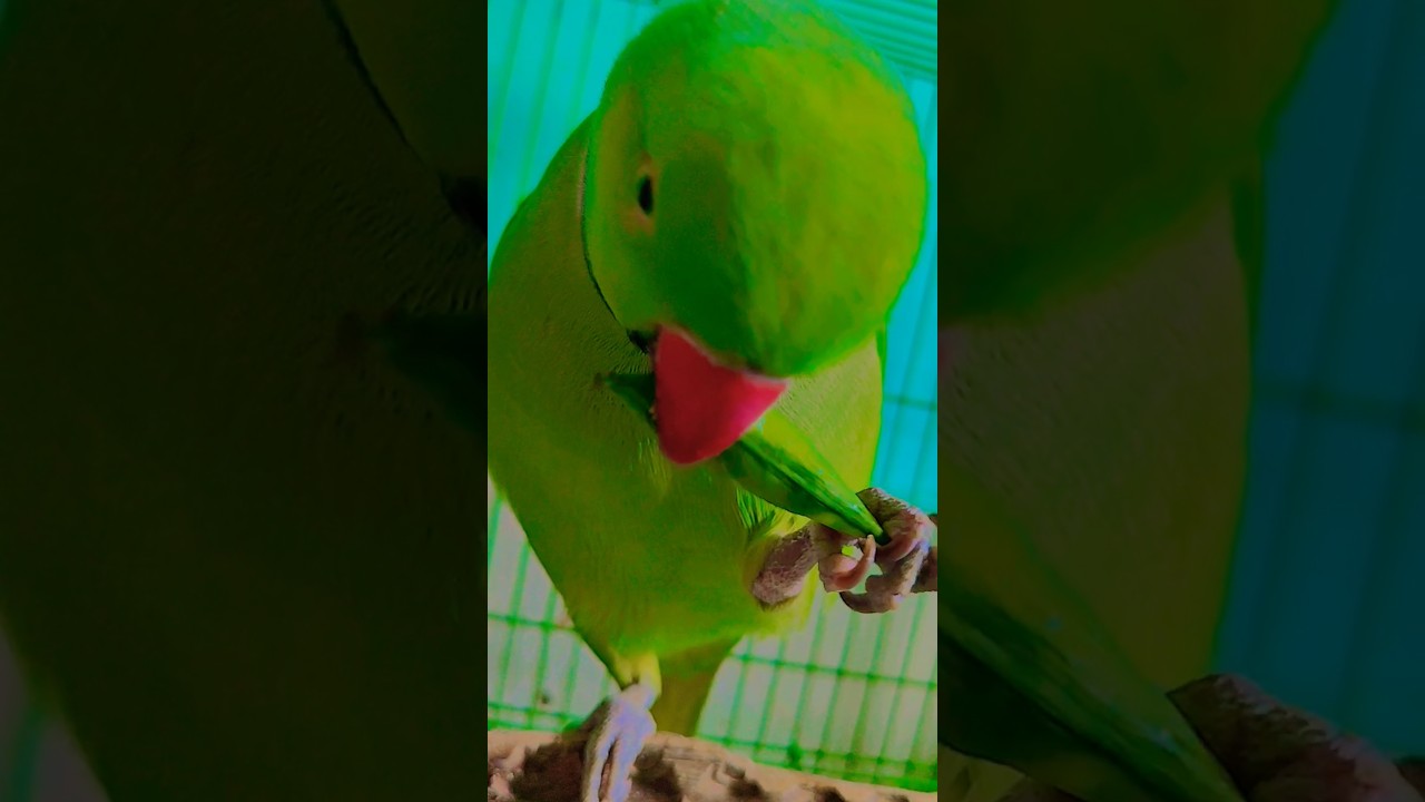 #maintota #kahaniya #videoforkids #gaane #balgeet #rhyme #hindibalgeet #banglarhyme #poems