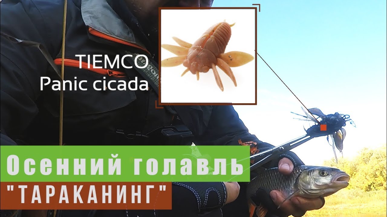 Осенний голавль. 