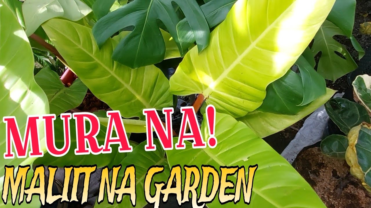 DAILY VLOG EP.9 || MAS MURA! IKAW NA MAGREPOT #everyone #plants #gardening #you #outdoors #indoors