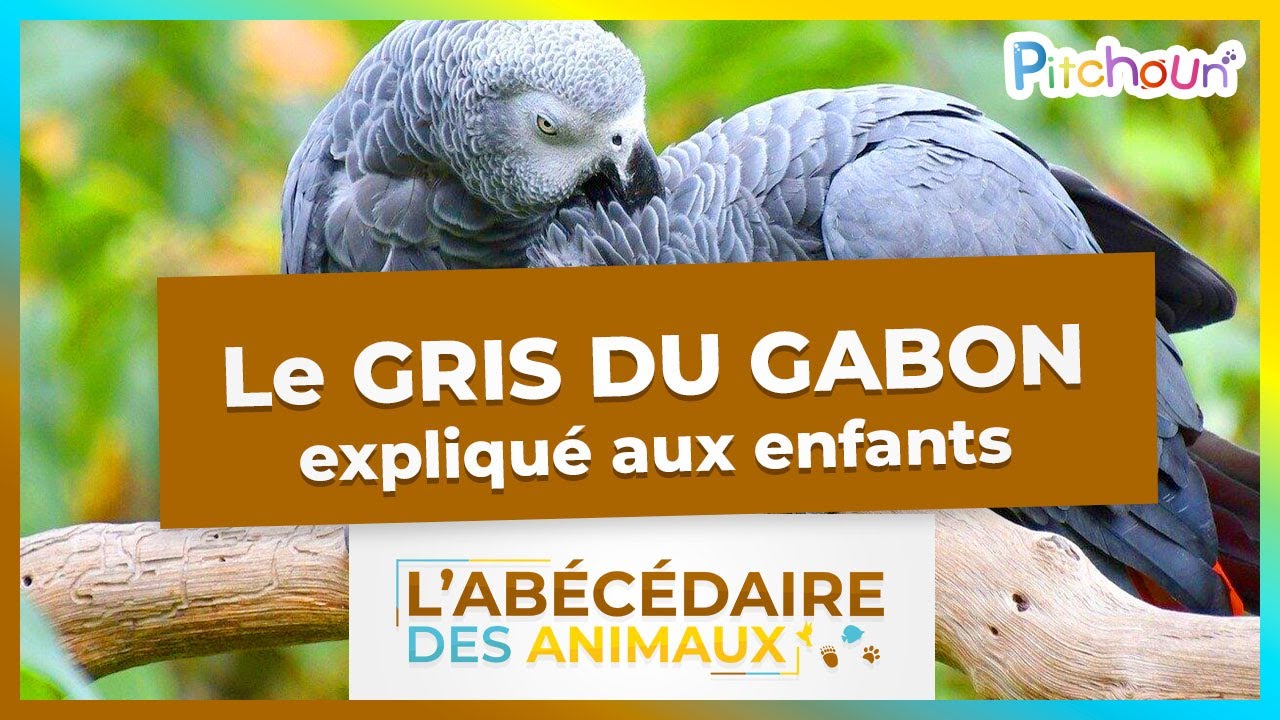 A la découverte du Gris du Gabon - l'Abécédaire des Animaux