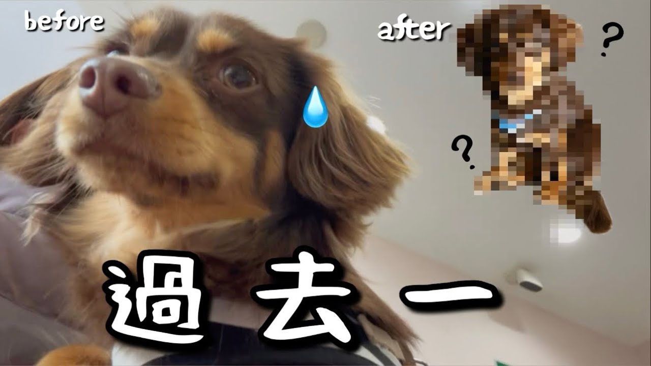 【過去一⁈】 ドッキドキのトリミングの日✂️🐶
