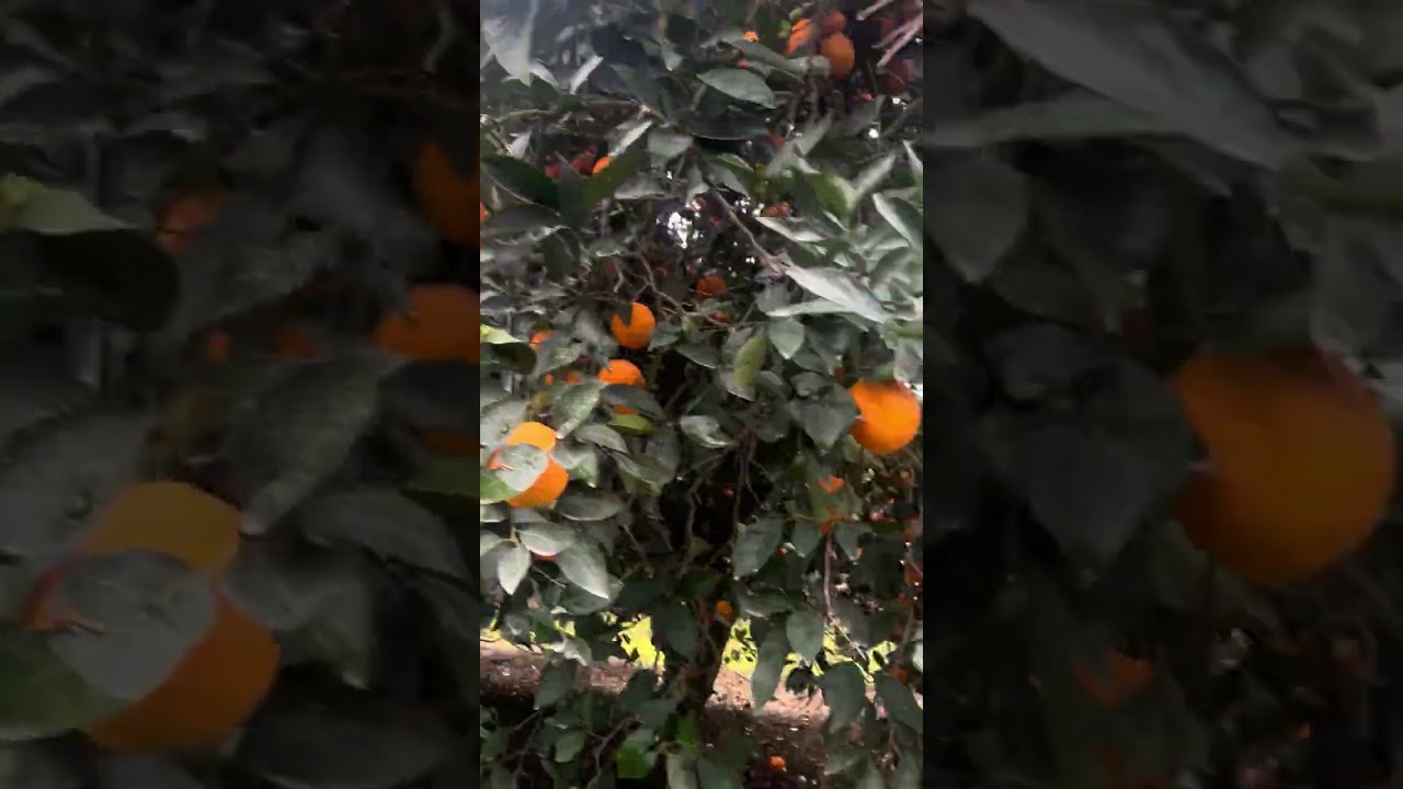 Árboles de naranjas bien cargados 
