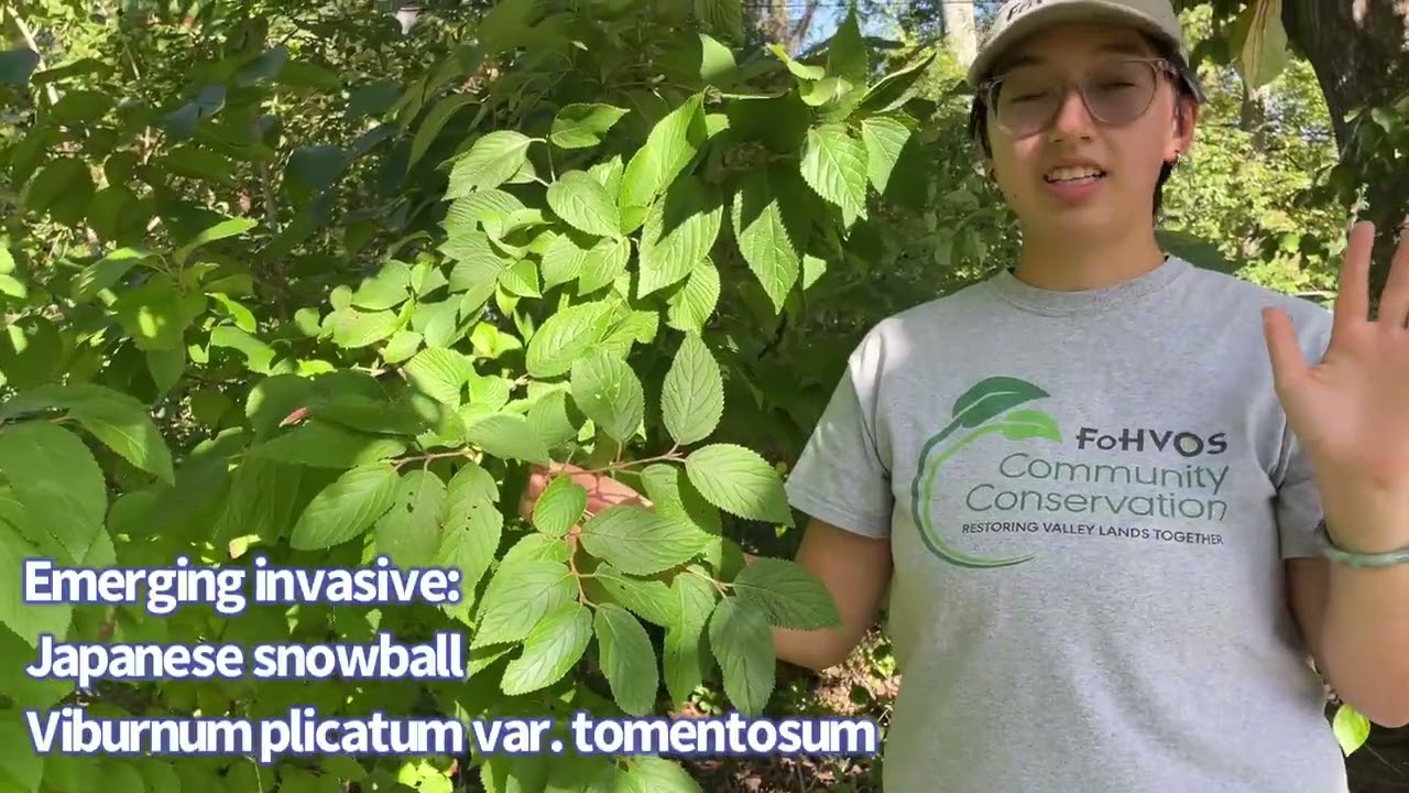 Invasive Species Identification: Japanese Snowball