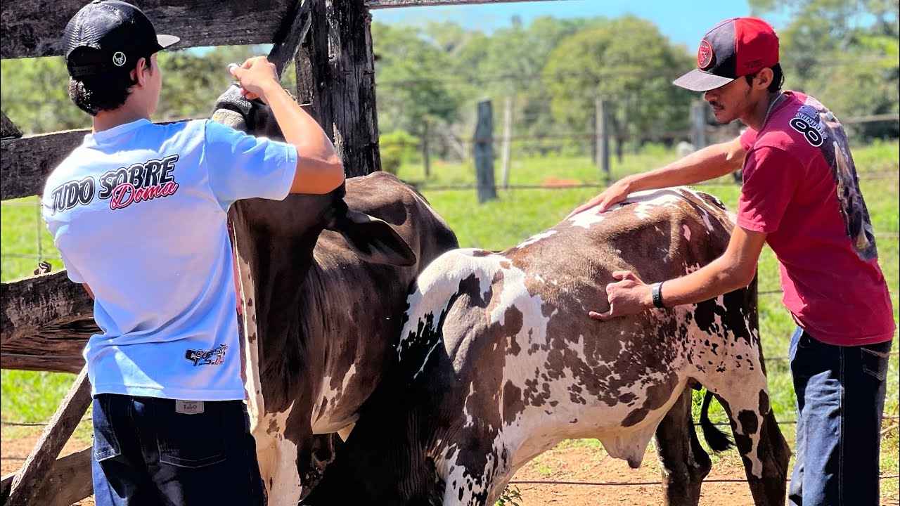 IMPRESSIONEI O FELIP LEAL COM OS BOIS MANSO