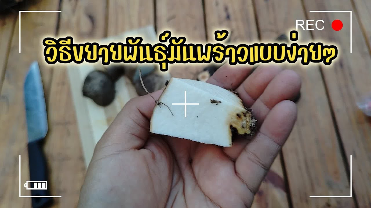 วิธีขยายพันธุ์มันพร้าวแบบง่ายๆ#ปลูกมันพร้าว#ปลูกมันพร้าวในกระถาง#เกษตรง่ายๆสไตล์มือใหม่