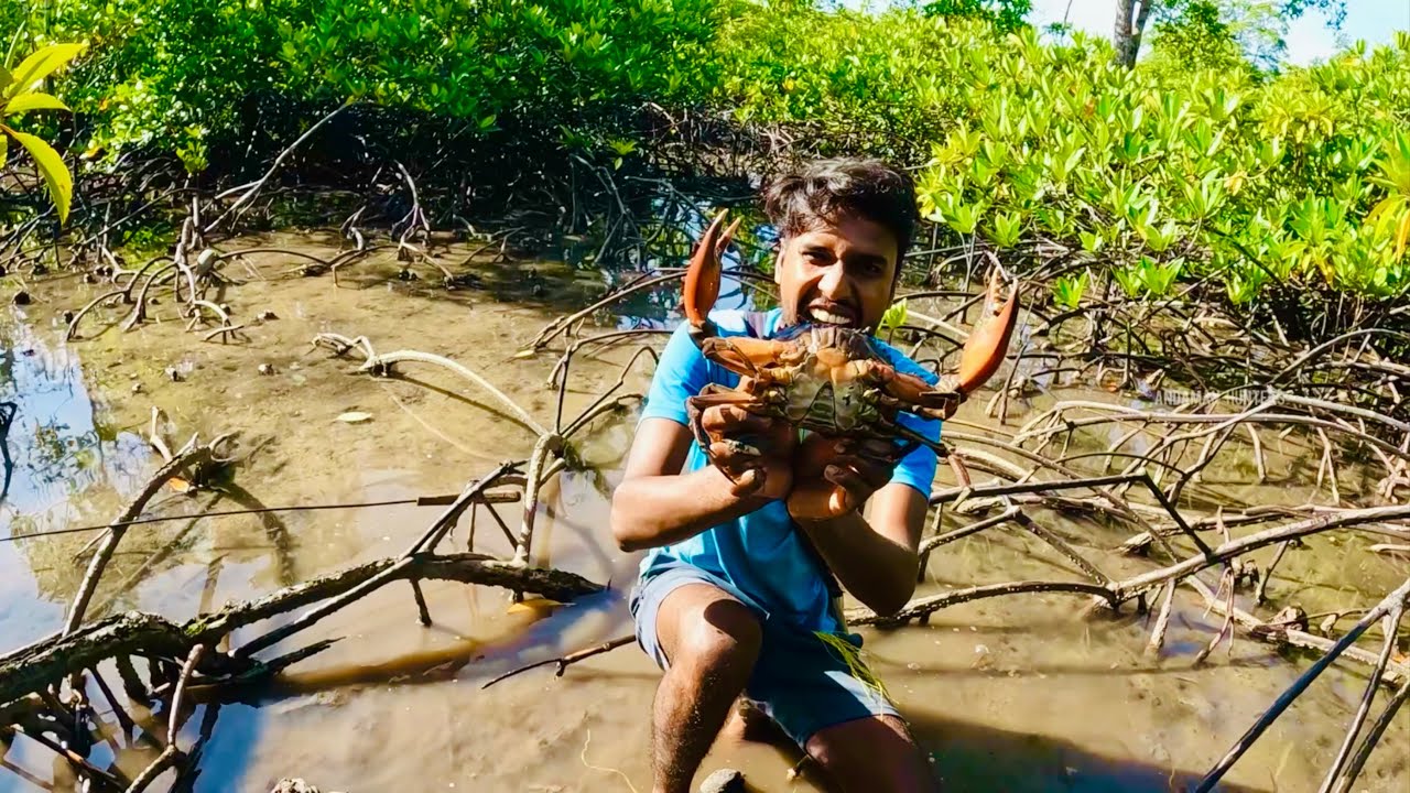 এবার জোয়ারে ভালোই কাকড়া উঠেছে ​⁠@ANDAMAN_HUNTERS