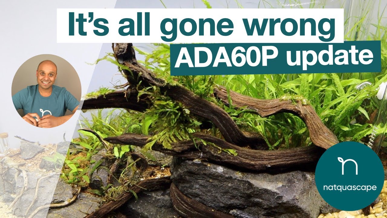 What has happened! | 4 week ADA60P update