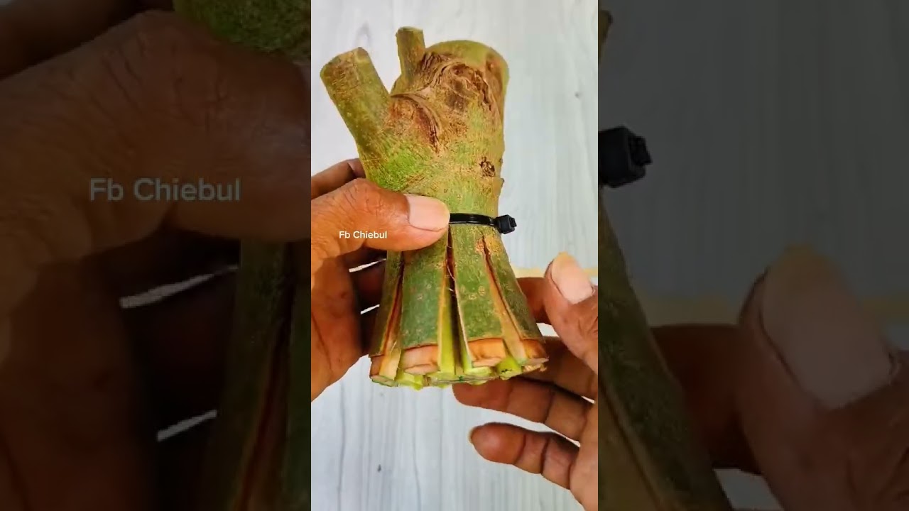 Turning a Simple Branch into a Professional Bonsai