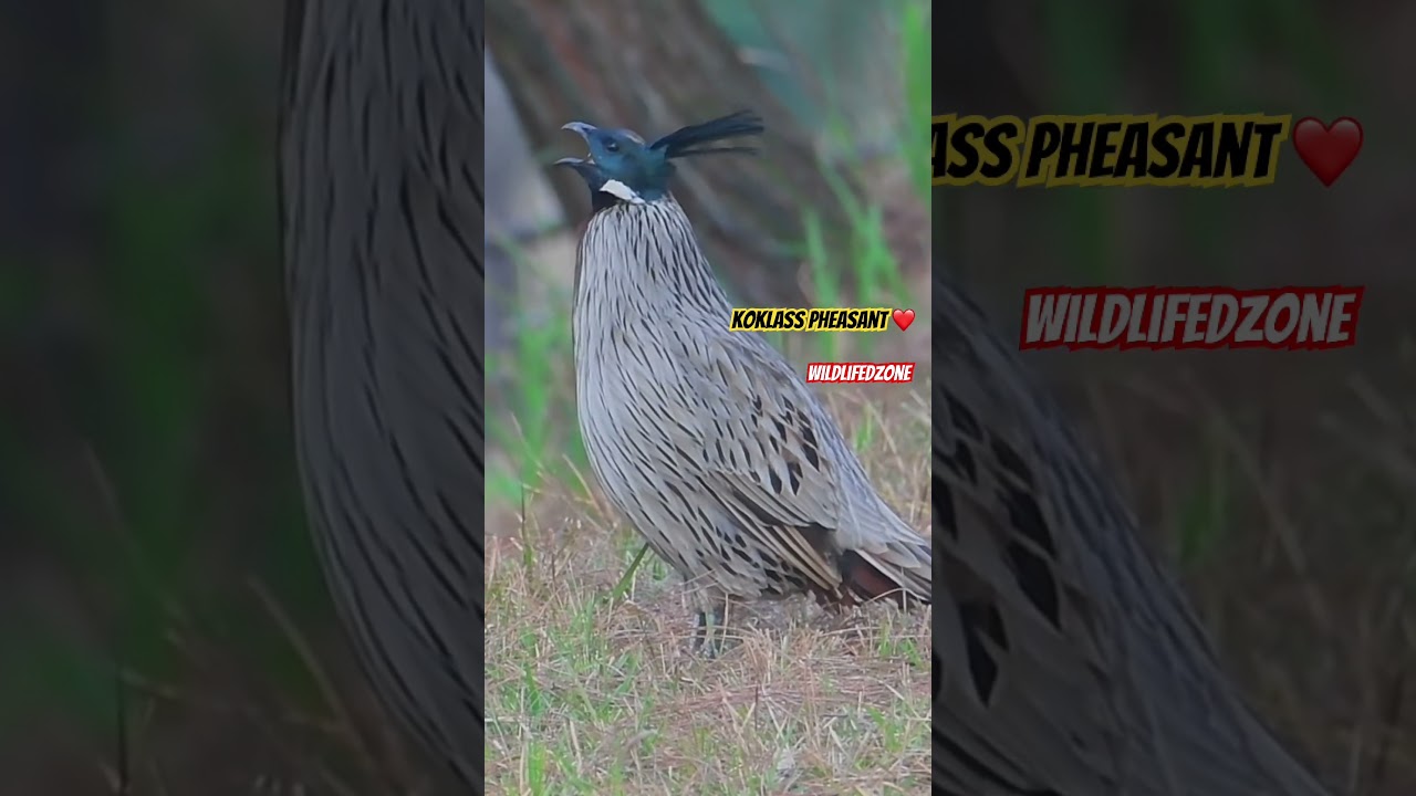 Koklass Pheasant #shorts #short #viralshort #birds #bird #nature