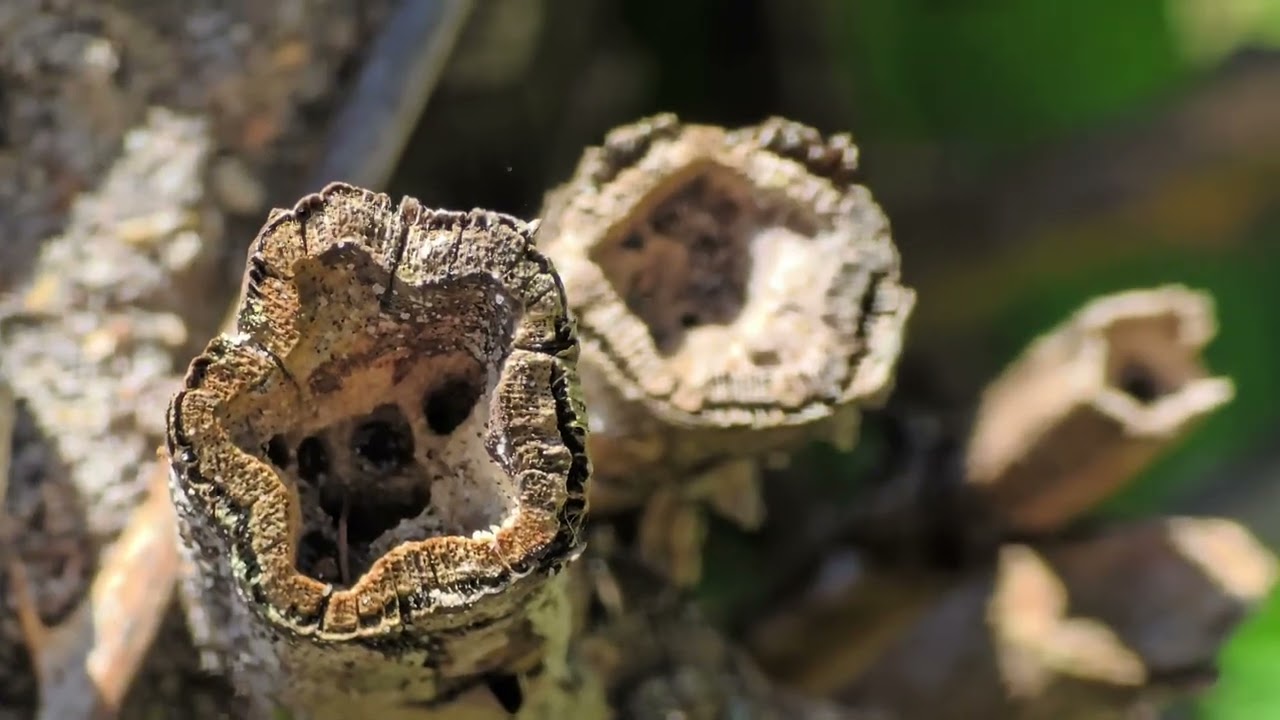 Faszination Wildbienen: Keulhornbienen in den Brombeerranken
