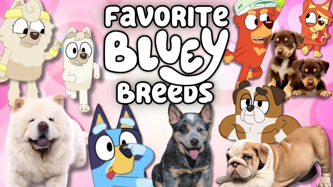 Bluey Dogs in Real Life! (Most Interesting Bluey Breeds so far…)