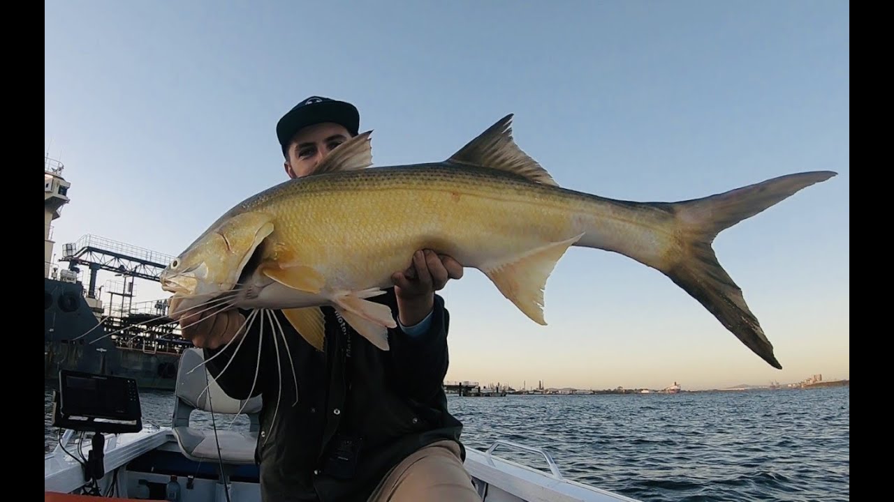 'HOW TO' Catch Threadfin Salmon In The Brisbane River! On Lures