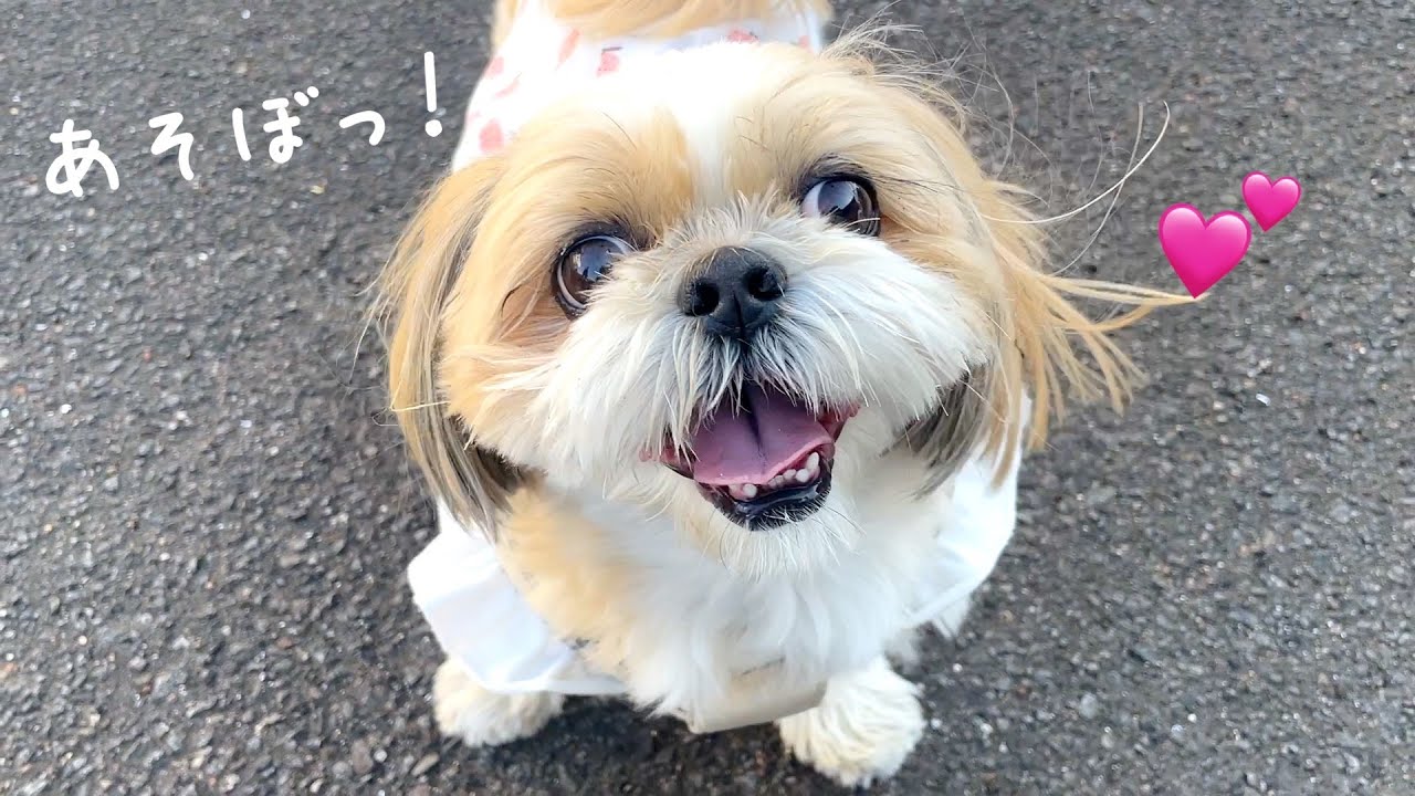 【シーズー】おじいちゃんおばあちゃんと過ごす休日🐶💕