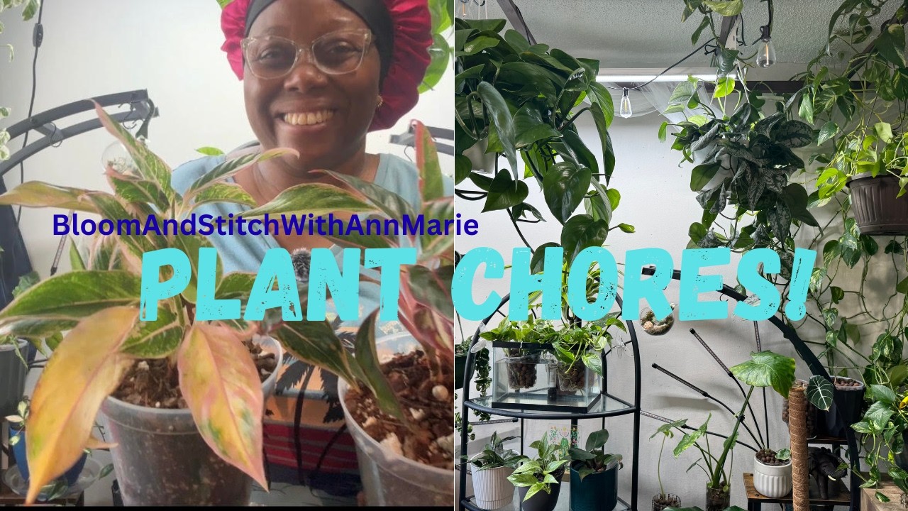 Plant Watering Routine + Beginner Houseplant Tips | Pothos, Monstera, Philodendron Care