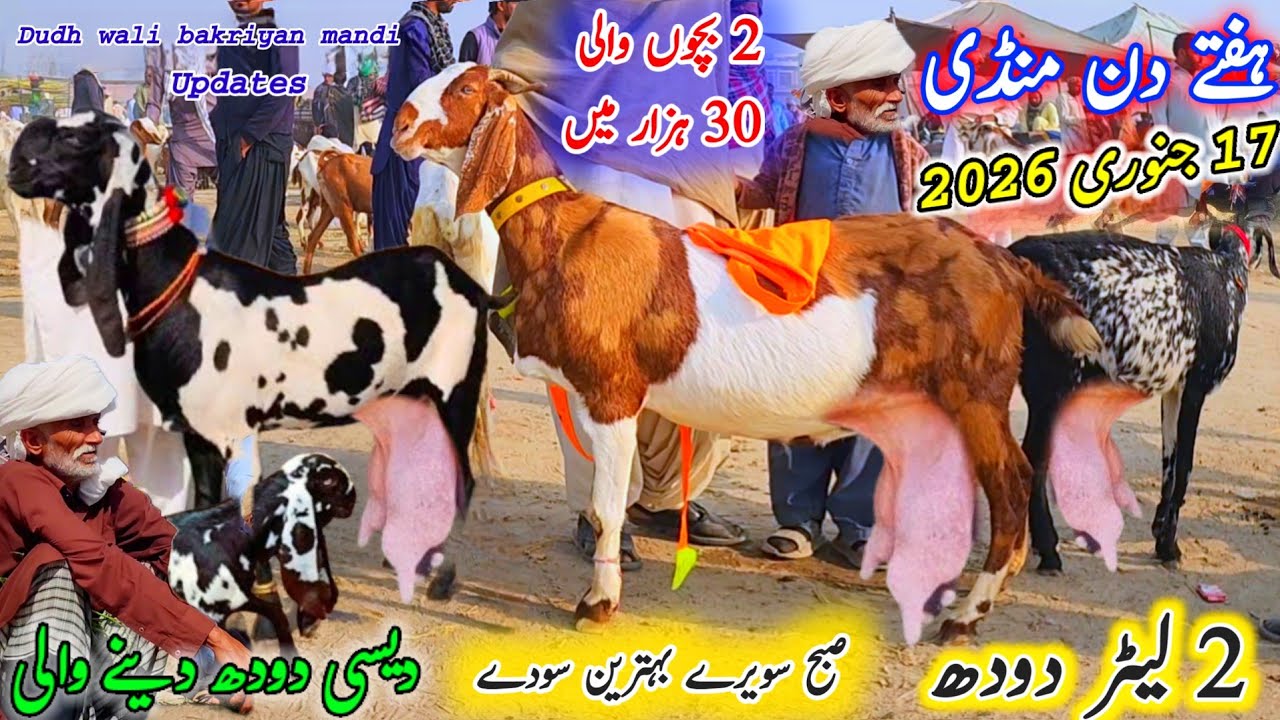 18 January 2026 ہفتے منڈی  دودھ والی بکریاں Saturday mandi pakistan bachon wali bakriyan 30 hzar sy 