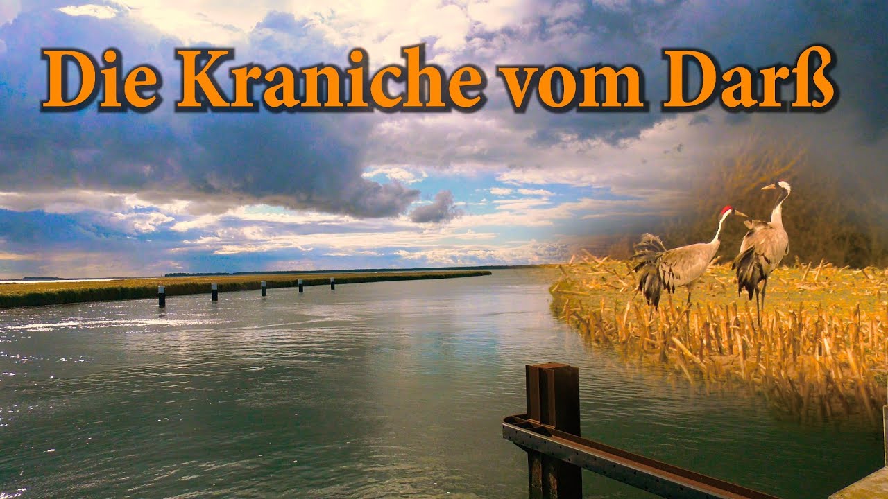 Kranichzug Fischland-Darß-Zingst