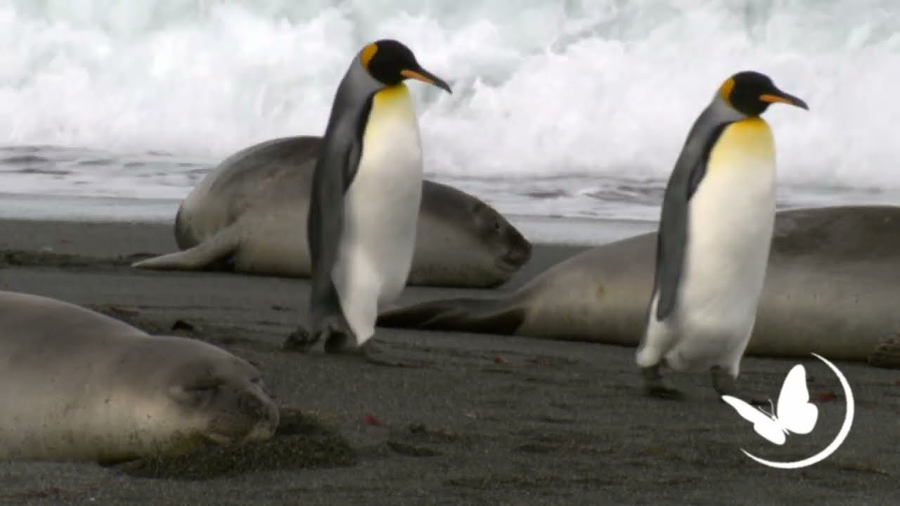WILD for KING PENGUINS TEENAGERS? The Pubescent Penguin's Journey #penguinfacts