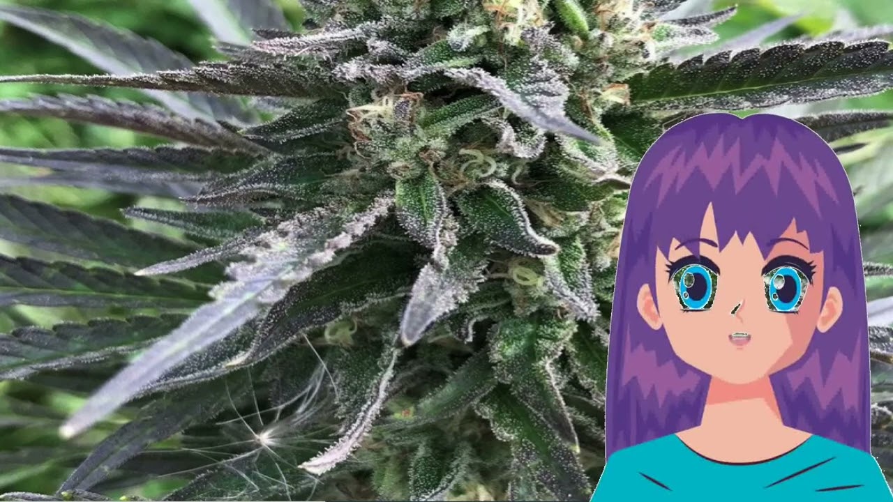 Auto Purple Affie &ndash; Real Gorilla Seeds