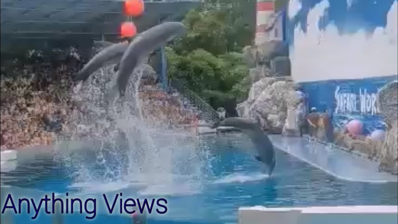 Dolphin Show @ Safari World, Thailand/#jeaftravels /#tour