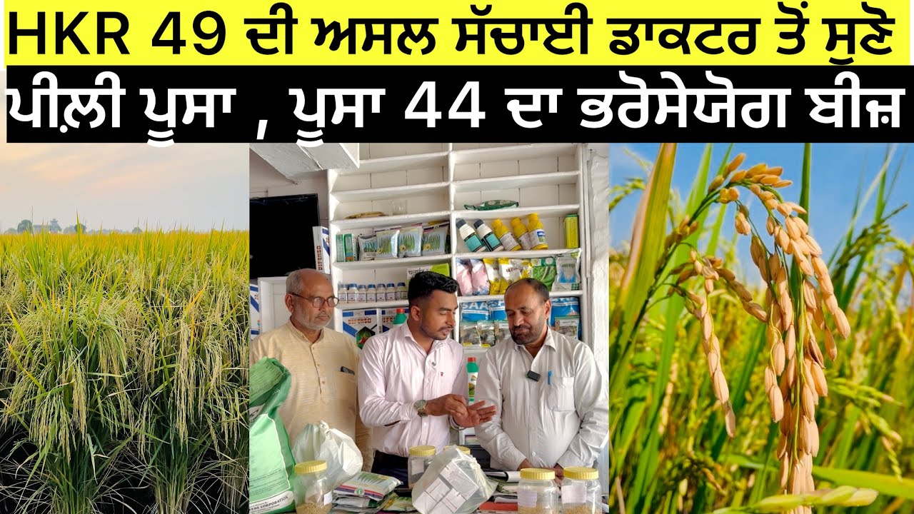 ਪੀਲ਼ੀ ਪੂਸਾ, ਪੂਸ਼ਾ 44 , HKR 49 ਦੀ ਅਸਲ ਸੱਚਾਈ Paddy Seeds 