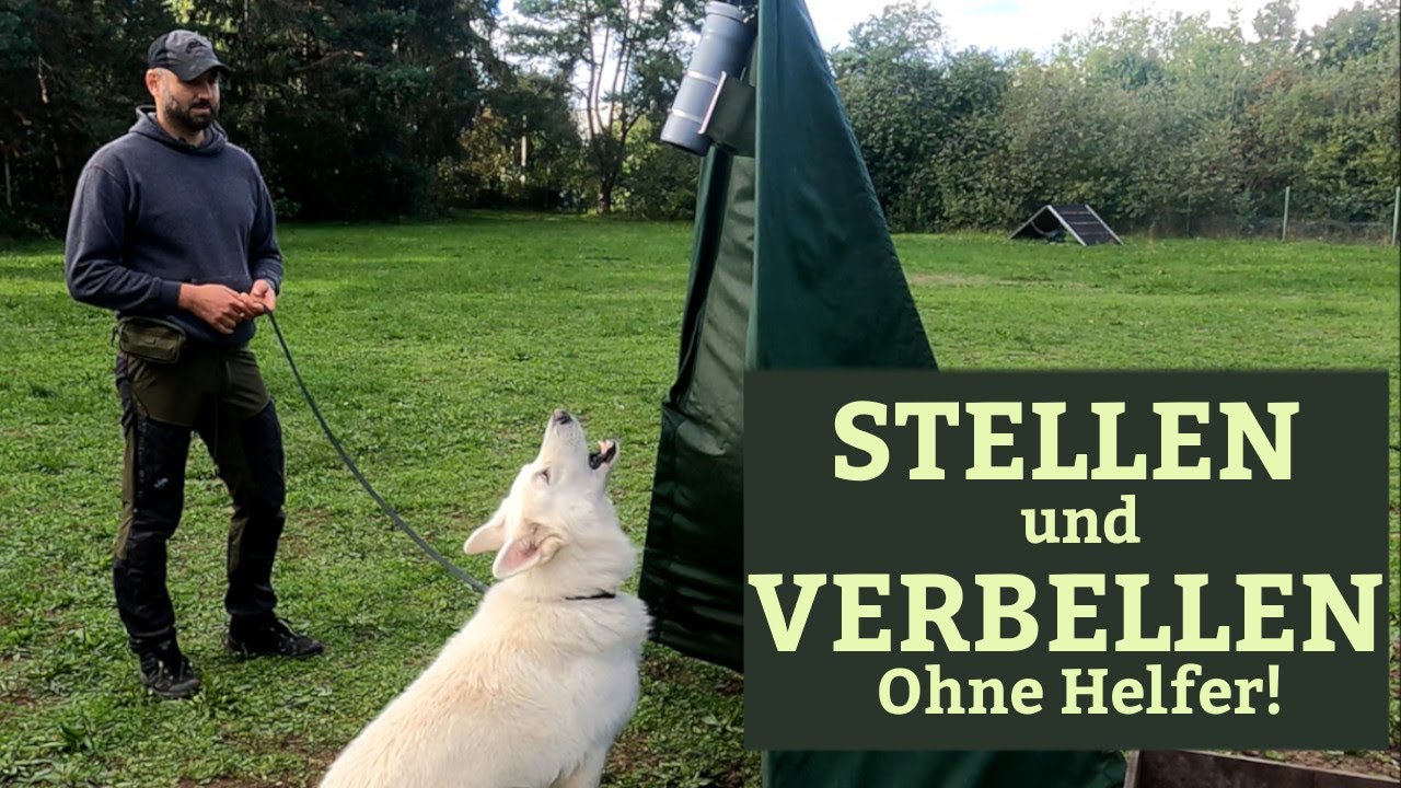 Schutzhundesport:  Stellen und Verbellen ohne Helfer trainieren