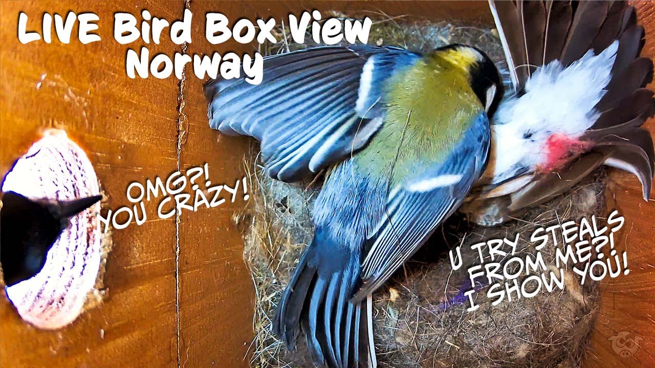 EPIC BIRD FIGHT: Great Tit vs. Pied Flycatcher!