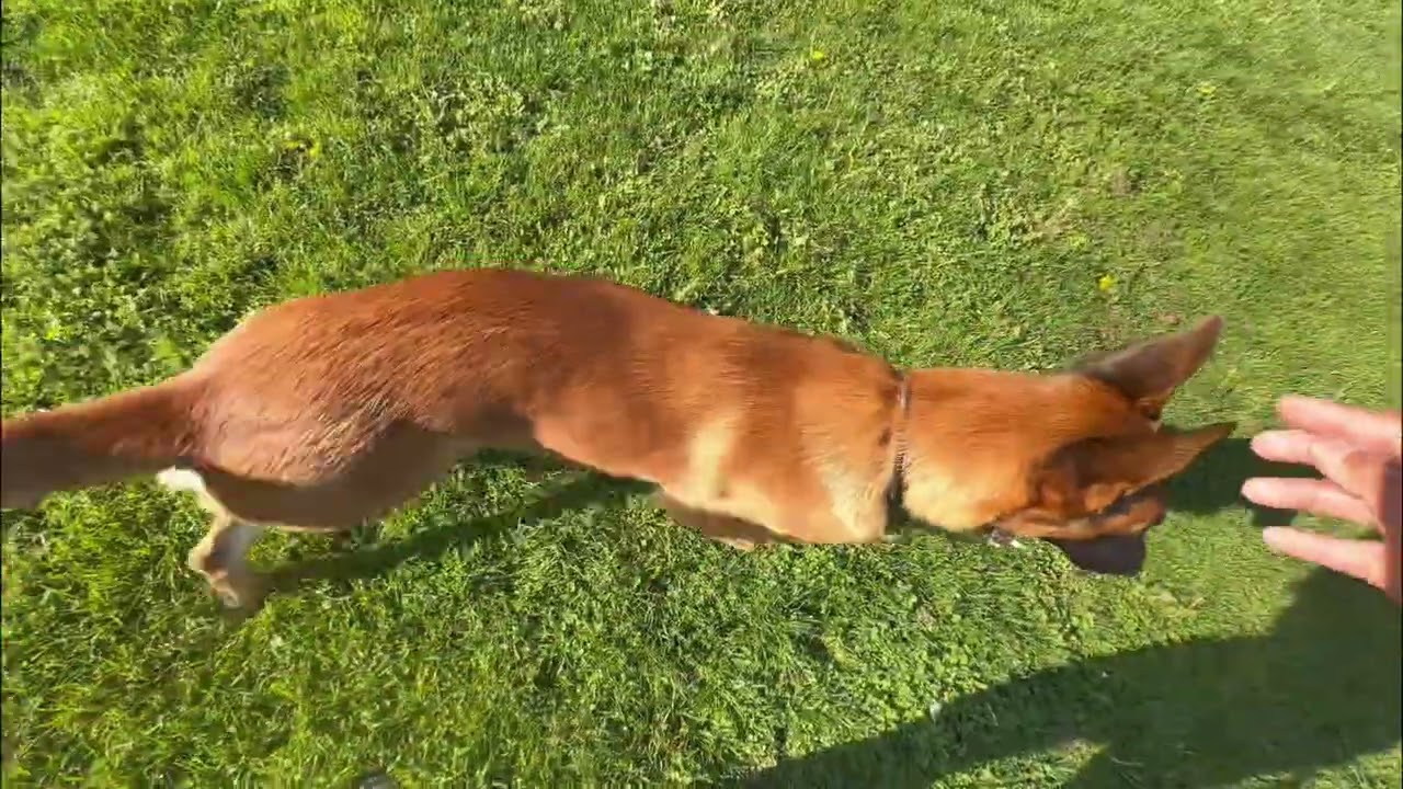 Dog Training: Unleashing Agility and Obedience in Minutes! #shorts