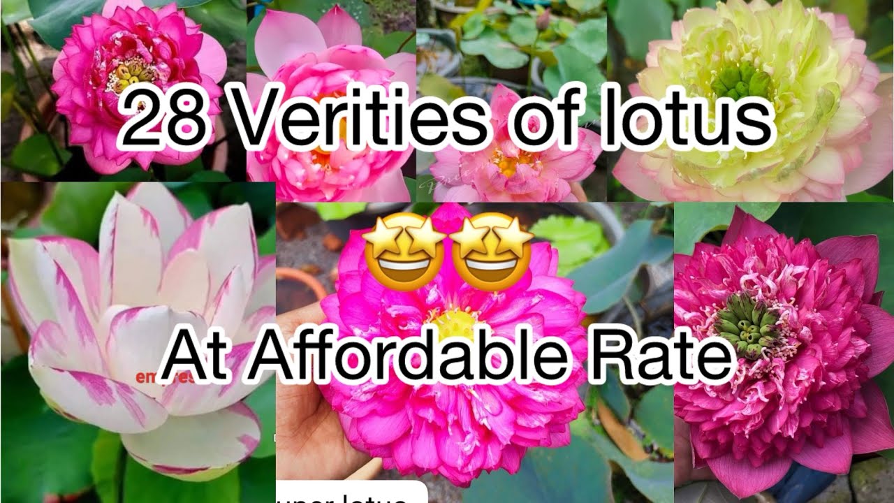 🤩Lotus Tubers At Affordable Prices 🤩Support 🤍Sale Video /Ammu’z vlog 