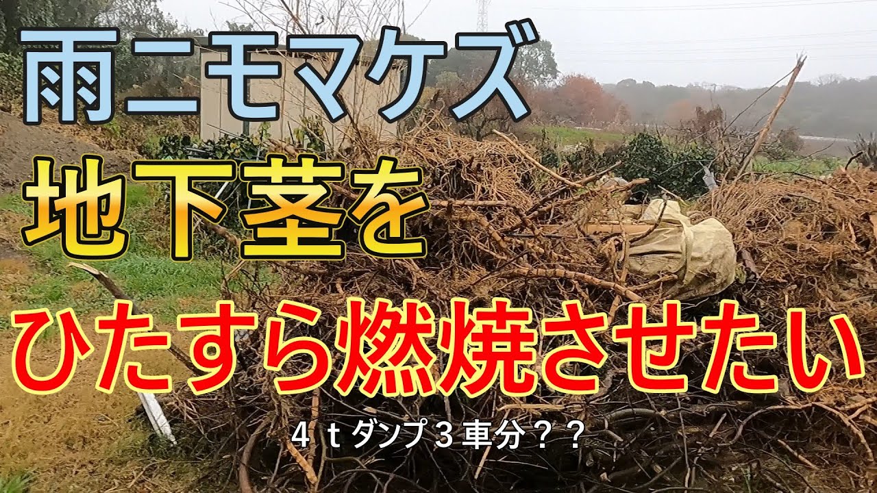 海の秘密基地＃３９８【地下茎】雨にも負けず最終処理