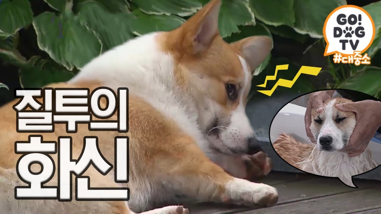 [고독TV] 퇴원한 형에게 정성 몰빵하는 아빠..♨중 질투폭발♨ | 개밥주는 남자