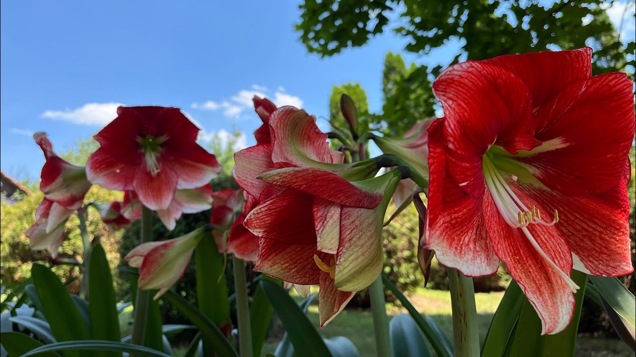 Amaryllis full bloom 2025 / Amarilisi u svom punom sjaju