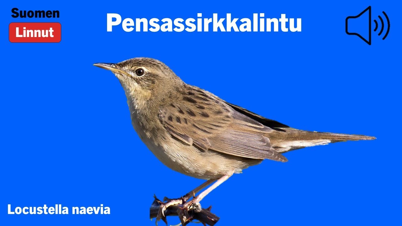 Pensassirkkalintu - Locustella naevia - Grasshopper Warbler - gräshoppsångare - LOCNAE