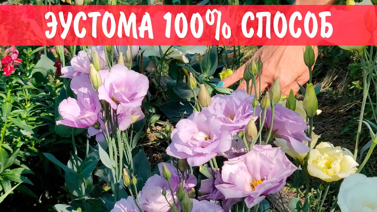 Проверенный способ 100% всхожести эустомы! Посев эустомы из семян!