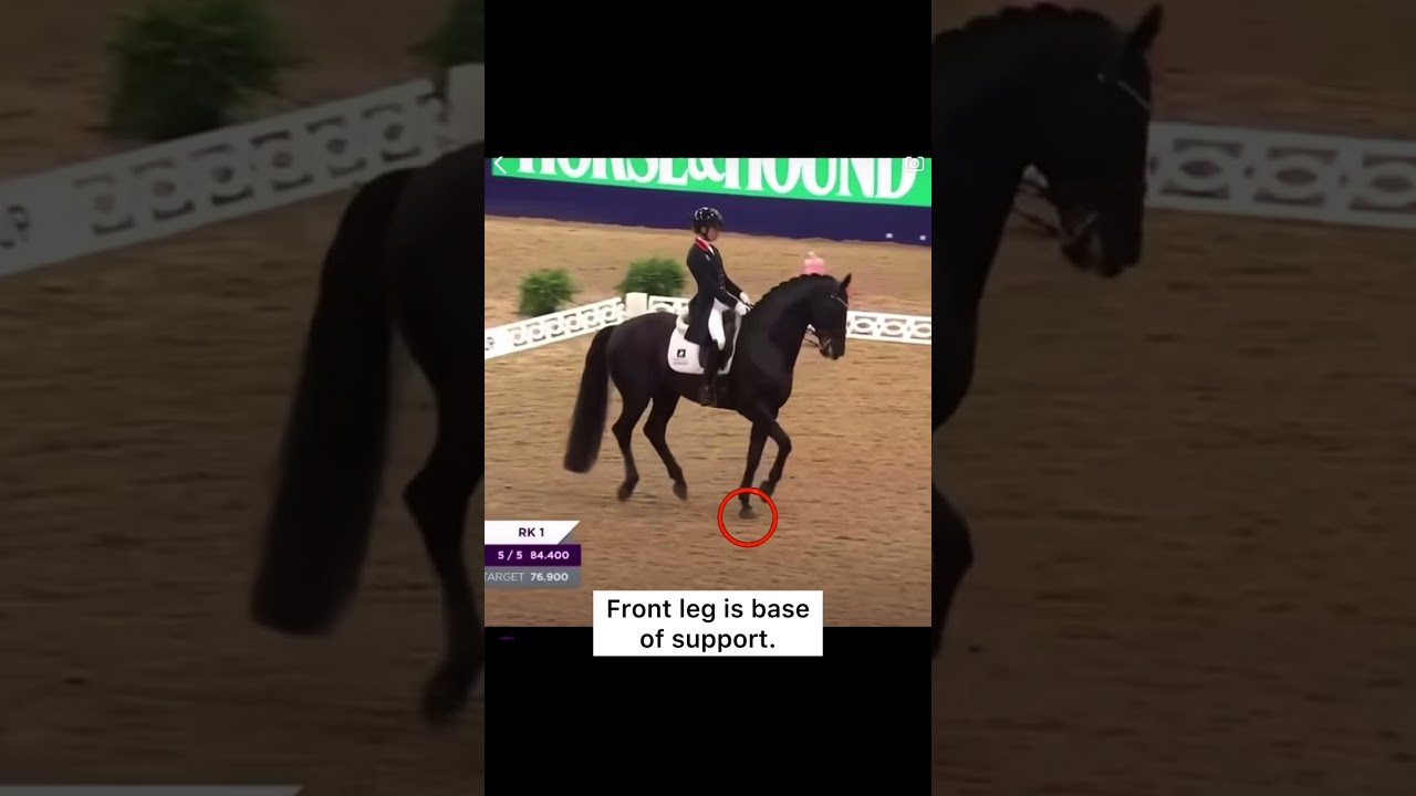 Passage and Suspension USEF vs FEI