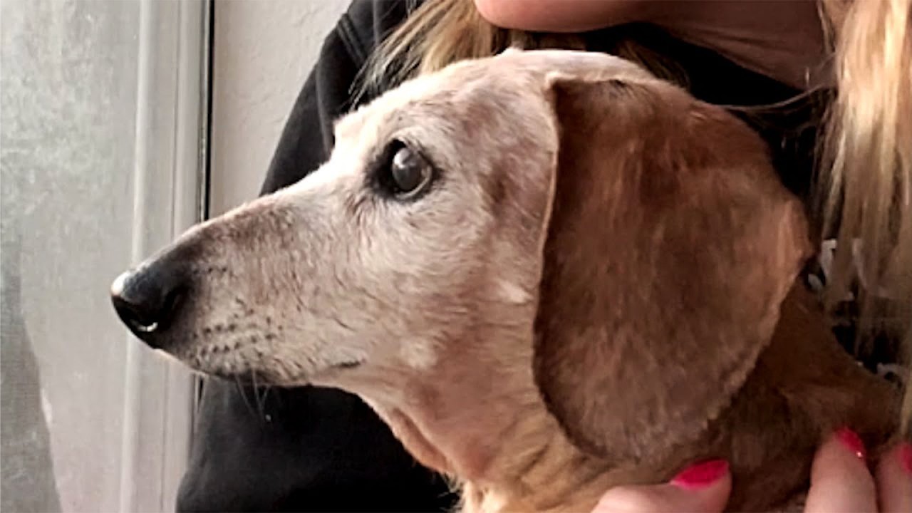 This Elderly Dog's Reaction to Being Adopted Will Melt Your Soul