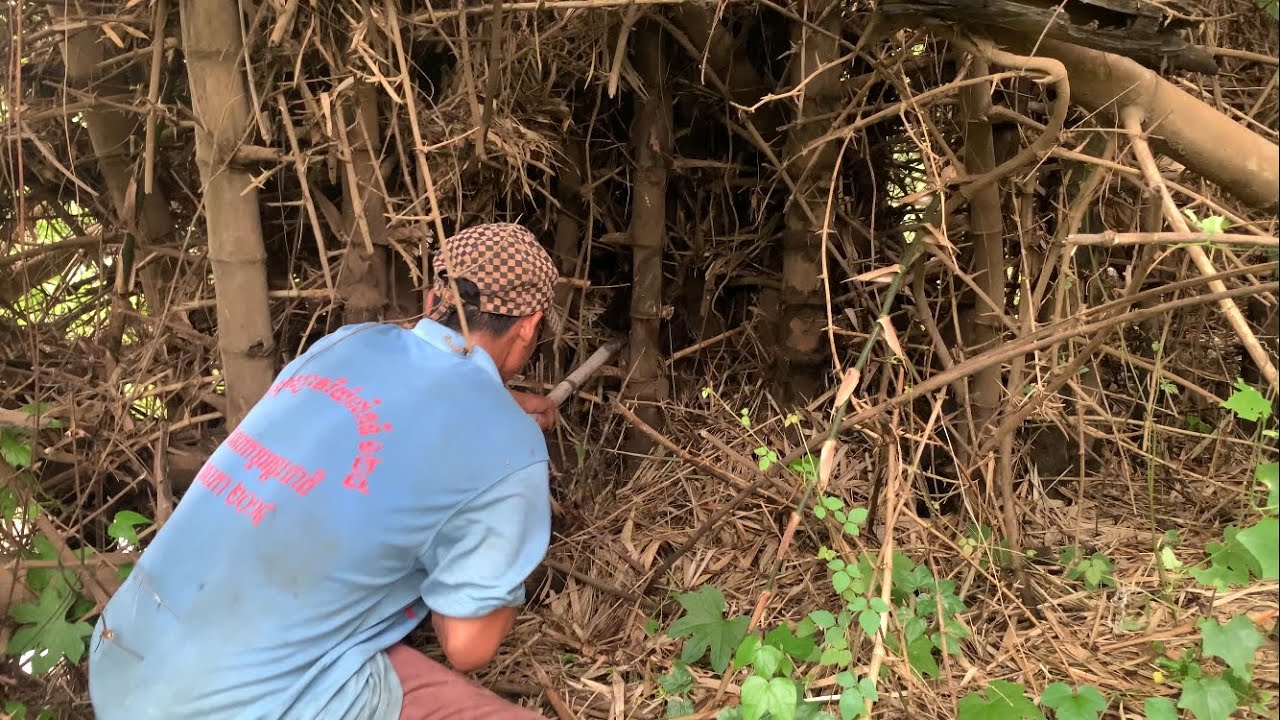 Digging bamboo shoots in the forest