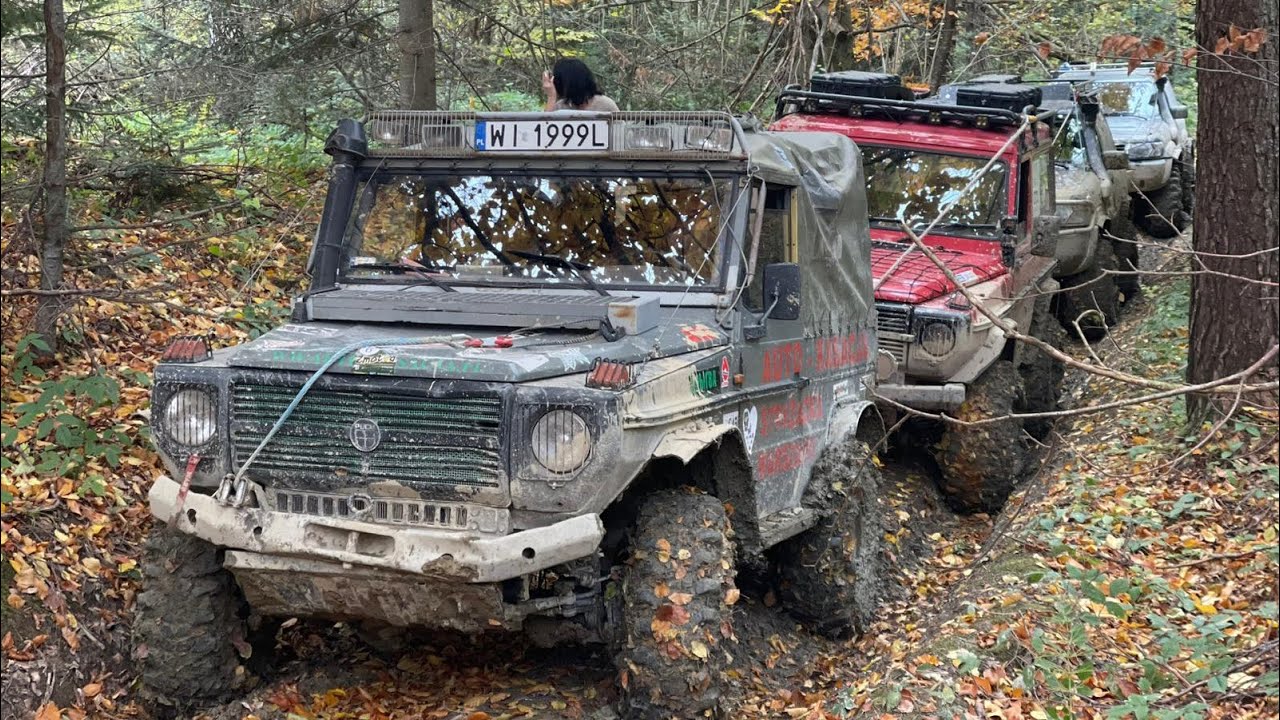 Dzikusy w Bieszczadach 