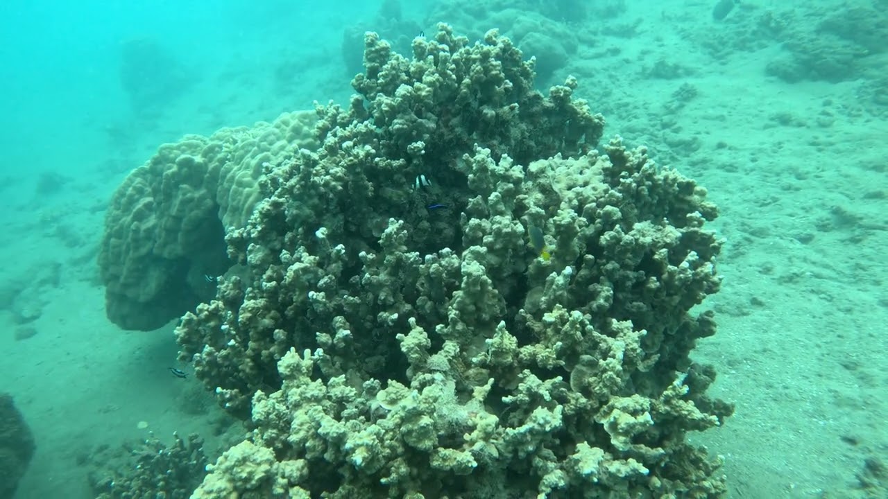 Fiji Dive Trip (Part 1)