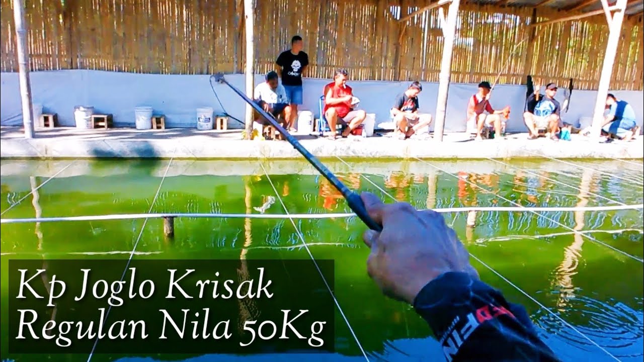 Pemancing Nila Harus Nyoba Mancing Disini || Hitungan Menit Ikan Habis