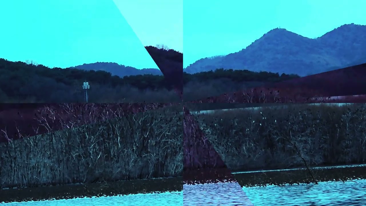 서천 봉선저수지 가창오리 (26년 2월 26일)