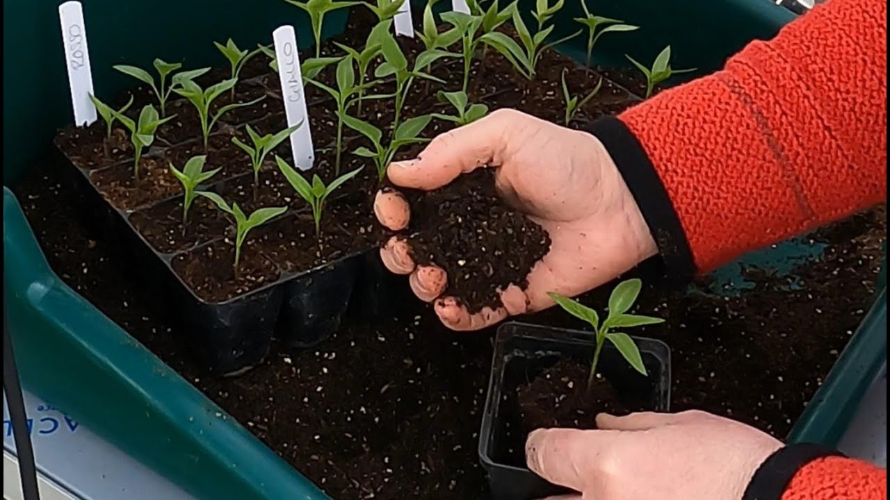 Potting on peppers and chillies