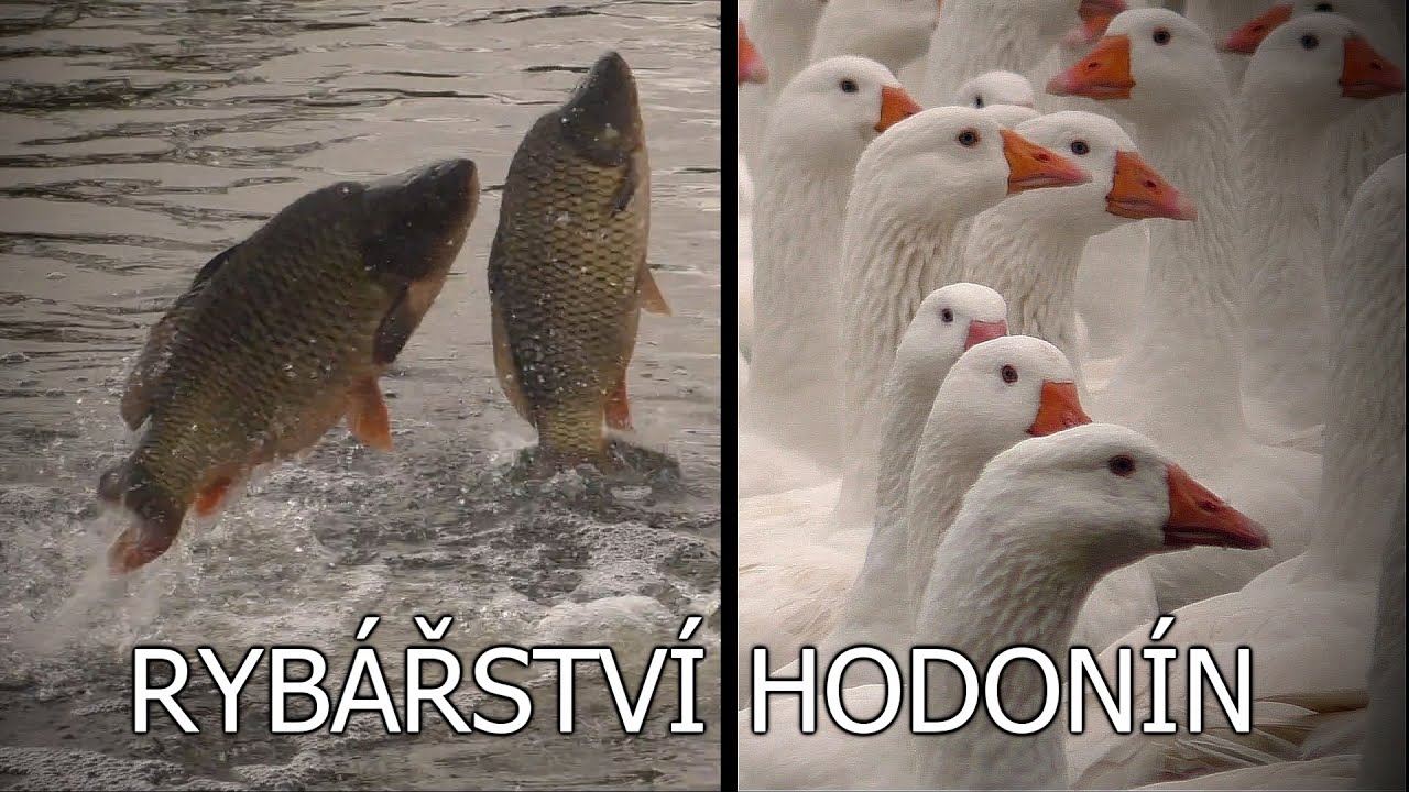 Rybářství Hodonín