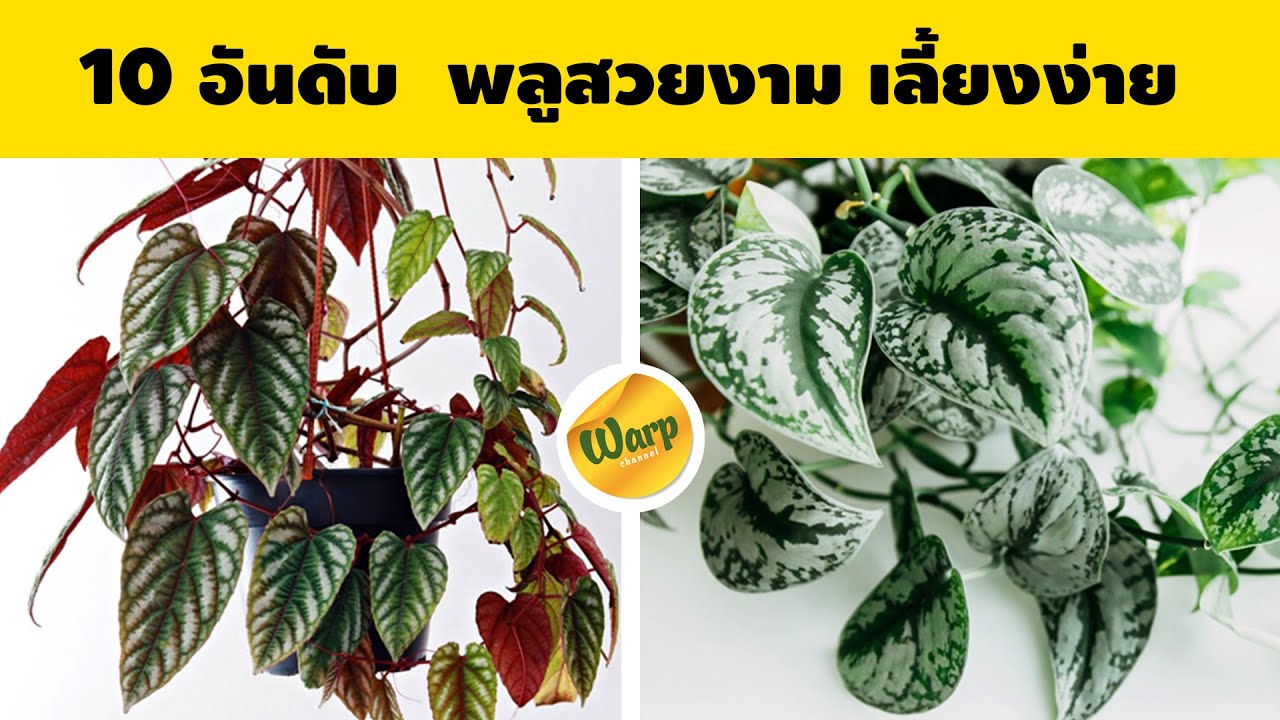 พลูสวยงาม พลูลายแปลก 10 สายพันธุ์พลูเลี้ยงง่าย...หาซื้อง่ายราคาไม่แพง