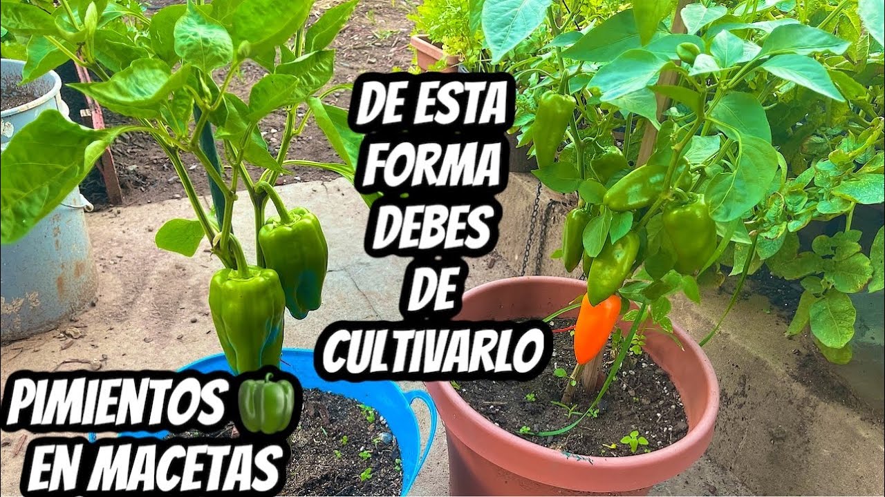 CULTIVA PIMIENTOS EN MACETAS DE ESTA FORMA || WILL
