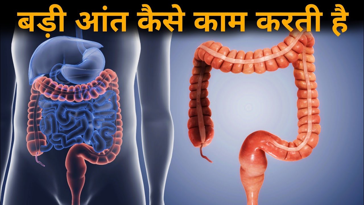 बड़ी आंत कैसे काम करती हैं ? पाचन के आखिरी पड़ाव का चौंकाने वाले काम! anatomy of large intestine