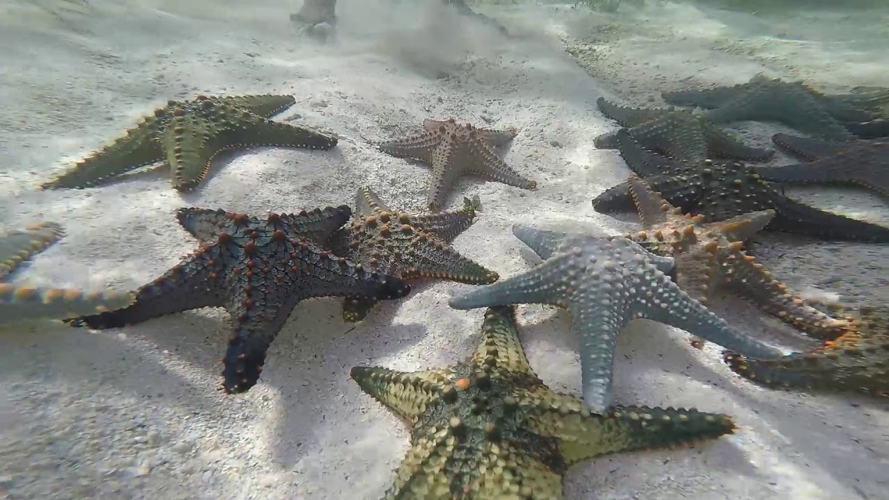 Zanzibar, Pwani Mchangani beach