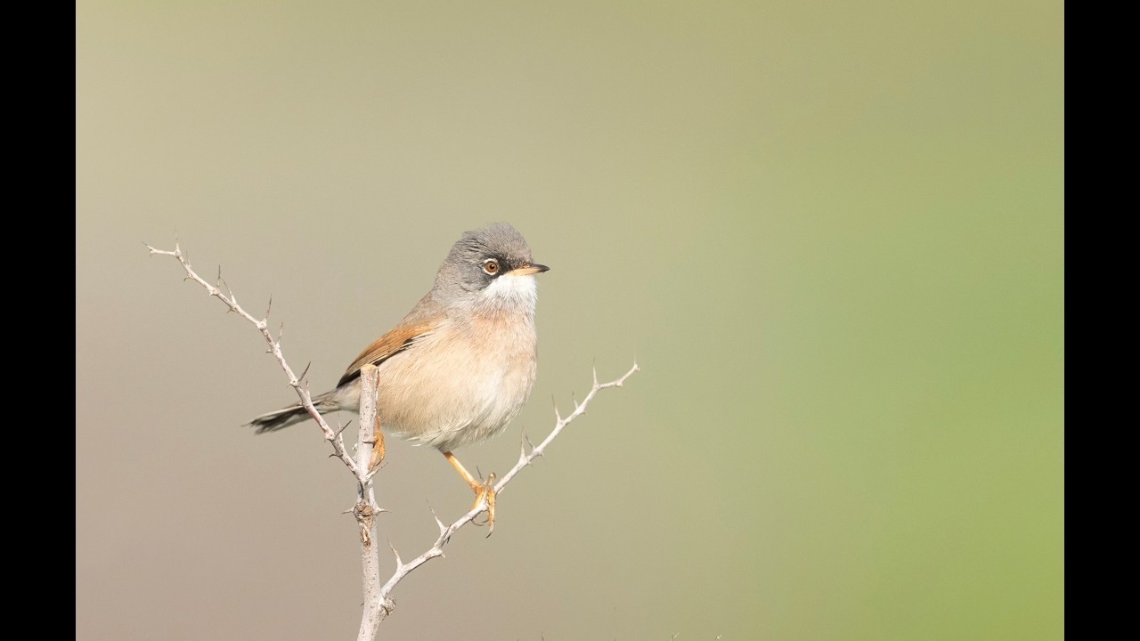 SPECTACLED WARBLER